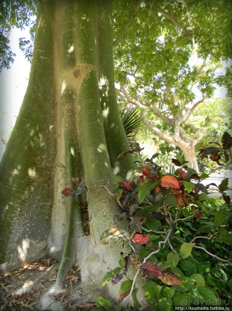 Оазис Эйн-Геди (ч1) История кибуца и его сада