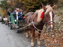 На золотистом бархате Карпат. Валахия