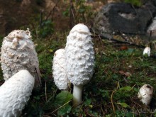 На золотистом бархате Карпат. Валахия