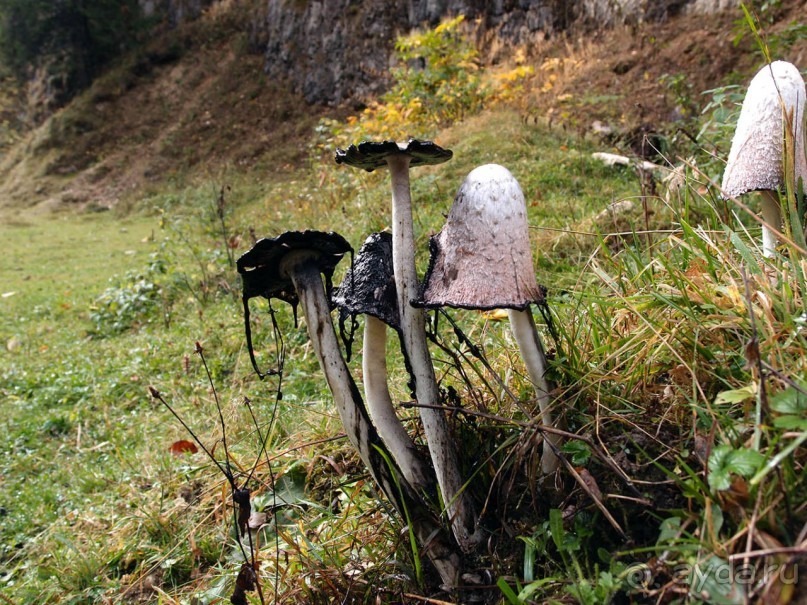 На золотистом бархате Карпат. Валахия