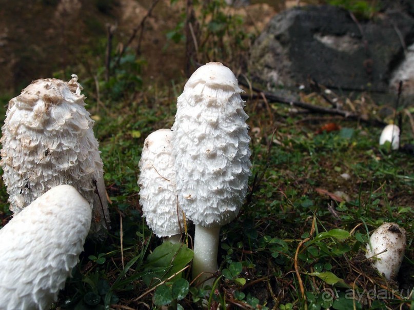 На золотистом бархате Карпат. Валахия