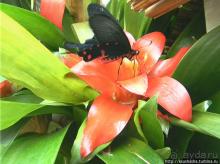 О принцессах, чугуне и бабочках