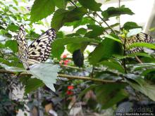 О принцессах, чугуне и бабочках