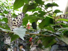 О принцессах, чугуне и бабочках