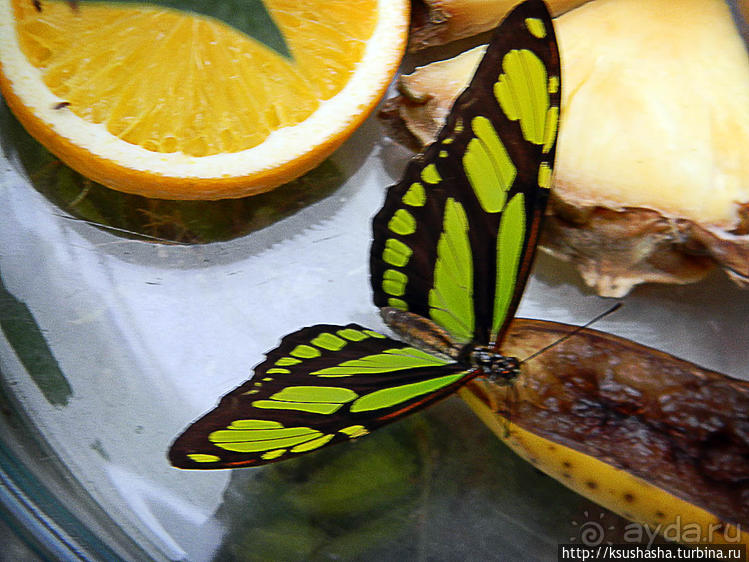 О принцессах, чугуне и бабочках