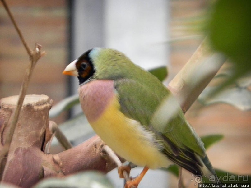 О принцессах, чугуне и бабочках