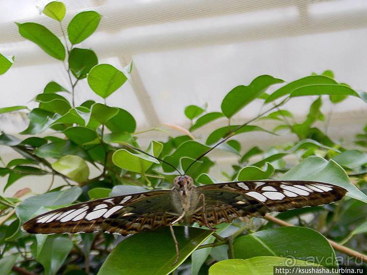 О принцессах, чугуне и бабочках
