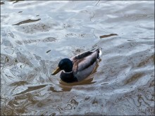 Страсбург с воды