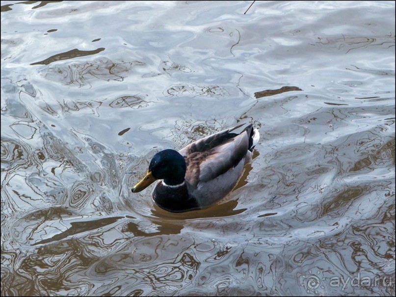 Страсбург с воды