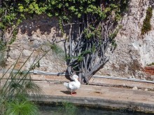 Сиракуза. Аретуза, Артемида, Архимед