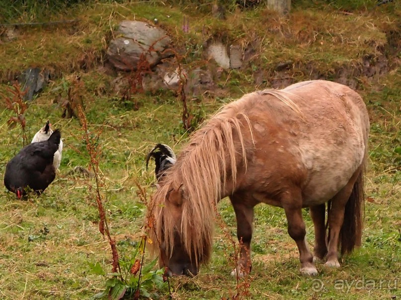 Болотная деревня и новая любовь