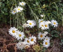 Вевчани. Непокорное село и его родники