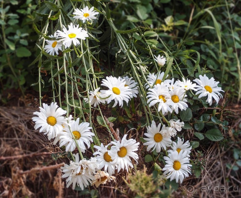 Вевчани. Непокорное село и его родники