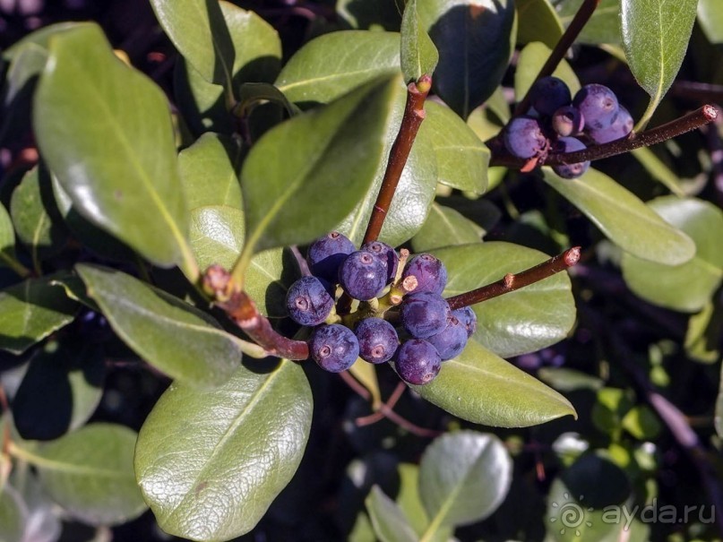 Экзотический сад Таормины