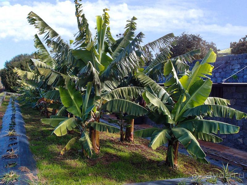 Винная асьенда