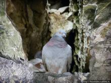 Вдоль Тель Ахзива к Рош-ха-Никра