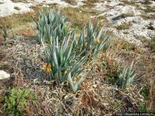 Вдоль Тель Ахзива к Рош-ха-Никра