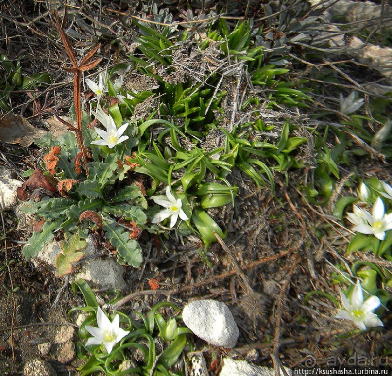 Вдоль Тель Ахзива к Рош-ха-Никра