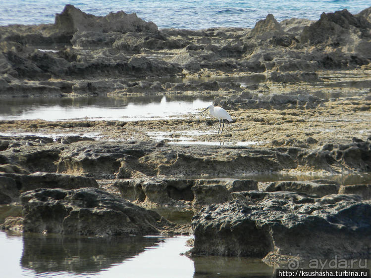 Вдоль Тель Ахзива к Рош-ха-Никра