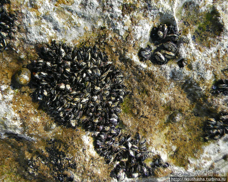 Вдоль Тель Ахзива к Рош-ха-Никра