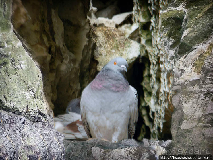 Вдоль Тель Ахзива к Рош-ха-Никра