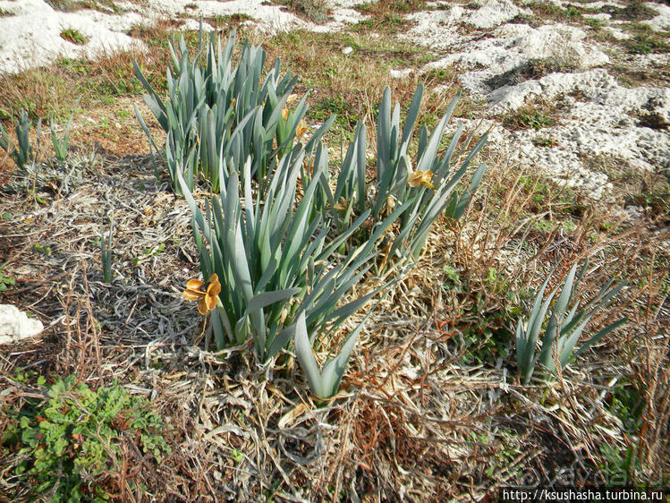 Вдоль Тель Ахзива к Рош-ха-Никра