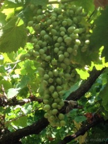 Короткая вылазка в Албанию