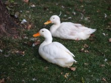 Альбом отзыва "Короткая вылазка в Албанию"