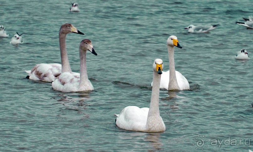 Короткая вылазка в Албанию
