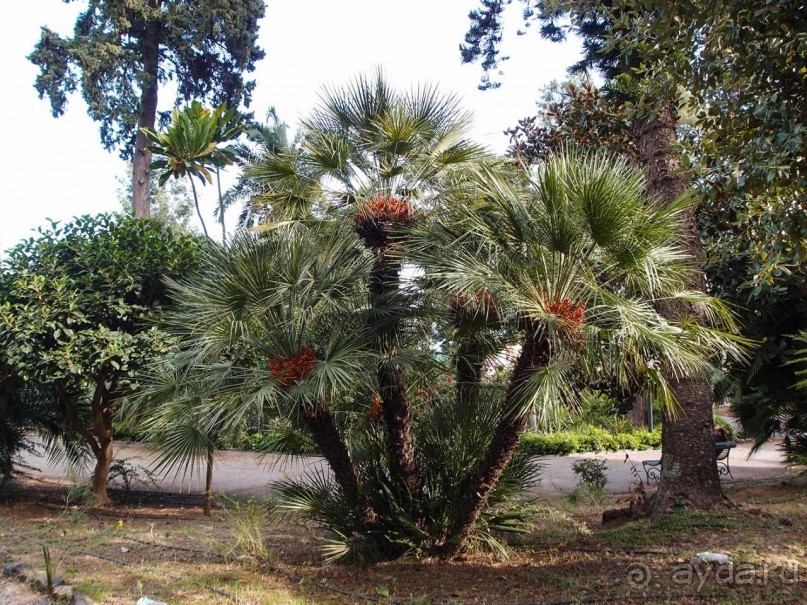 Ачиреале — провинциальный король