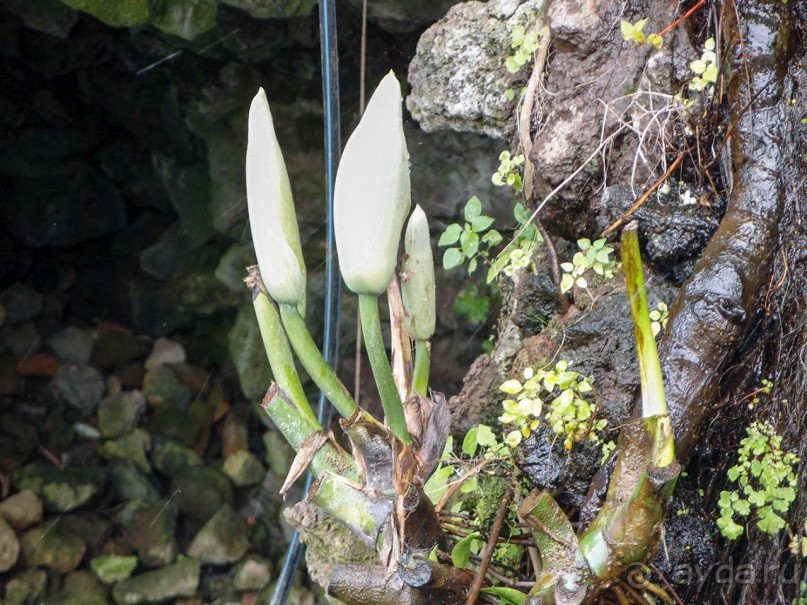 Ачиреале — провинциальный король