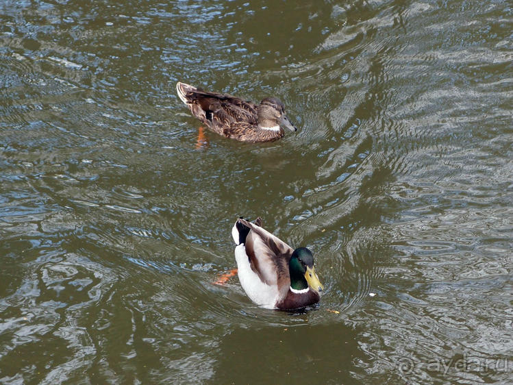 Подводная лодка, марионетки и ортилонаж