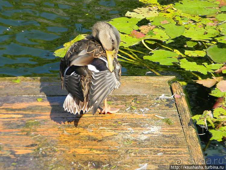На месте старых бастионов