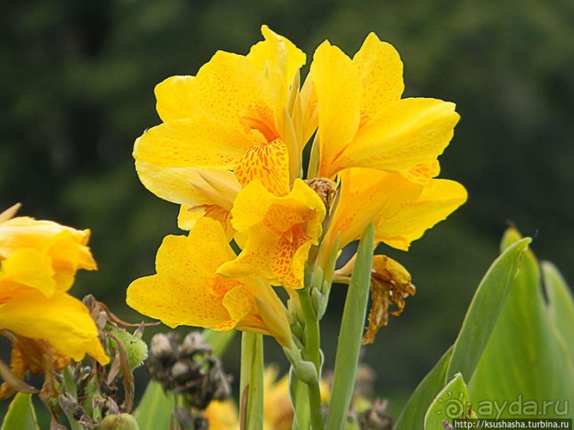 Пол дня в Мангейме