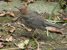Пол дня в Мангейме