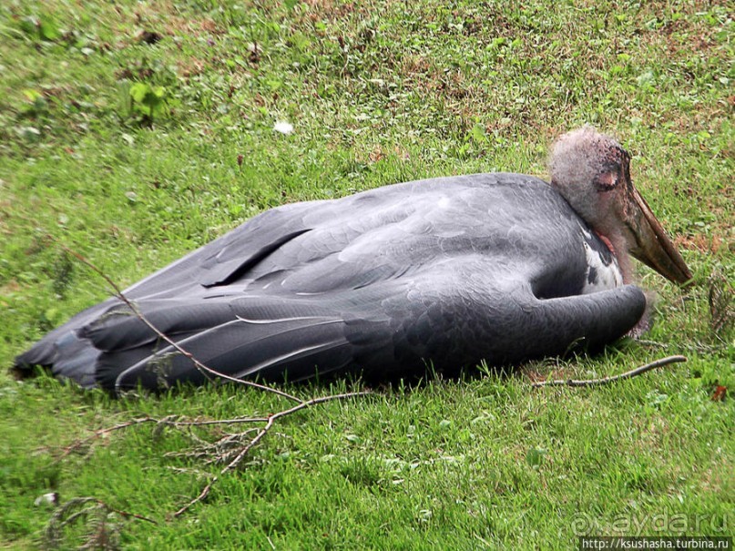 Пол дня в Мангейме