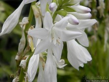 Пол дня в Мангейме