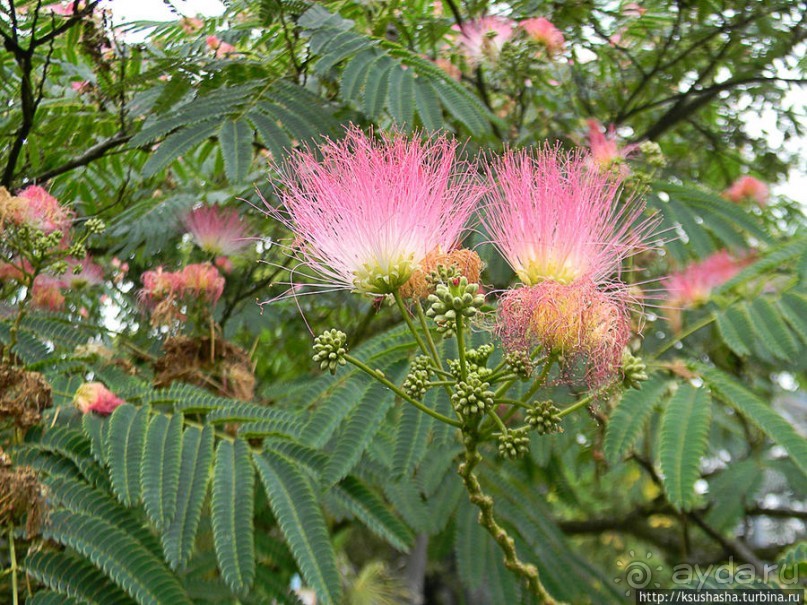 Пол дня в Мангейме