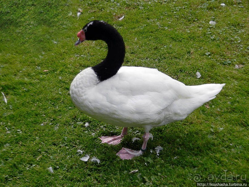 Пол дня в Мангейме