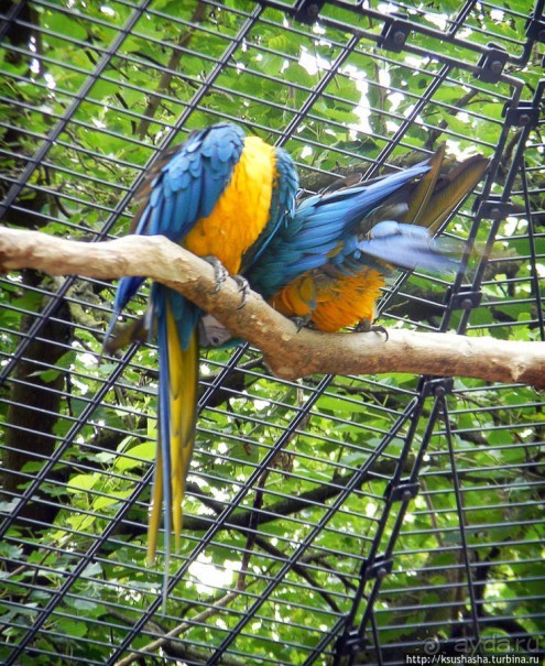 Пол дня в Мангейме