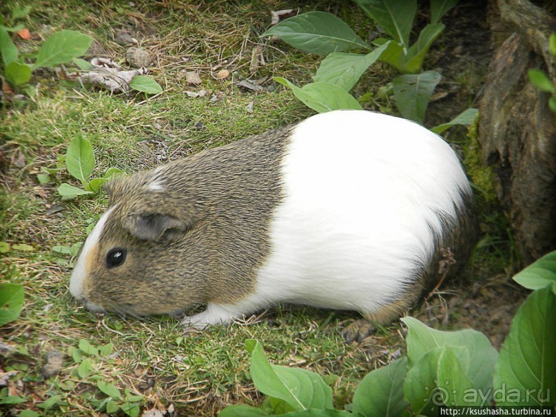 Пол дня в Мангейме
