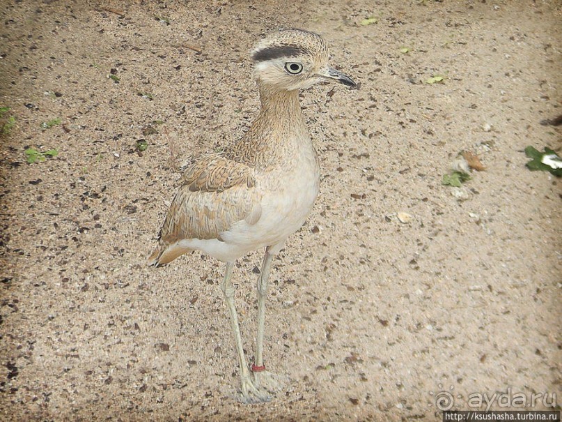 Пол дня в Мангейме