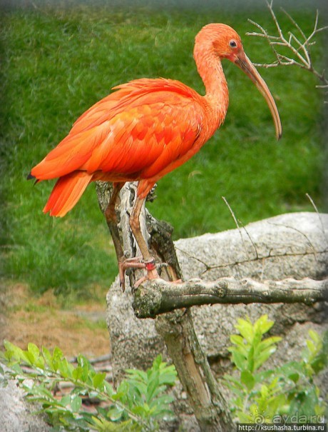 Пол дня в Мангейме