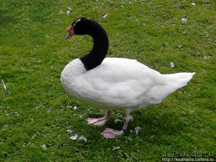 Пол дня в Мангейме