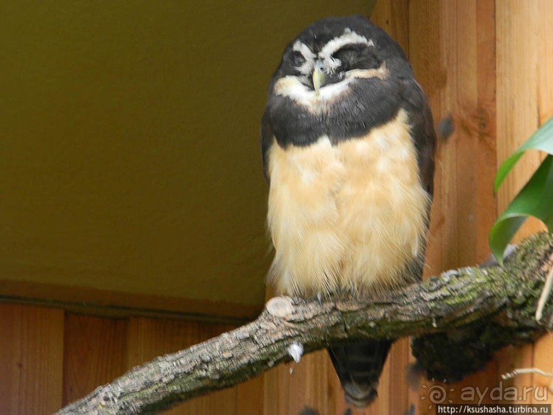 Пол дня в Мангейме