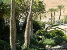 Оазис Эйн-Геди (ч4) Оздоровительный комплекс Эйн Геди