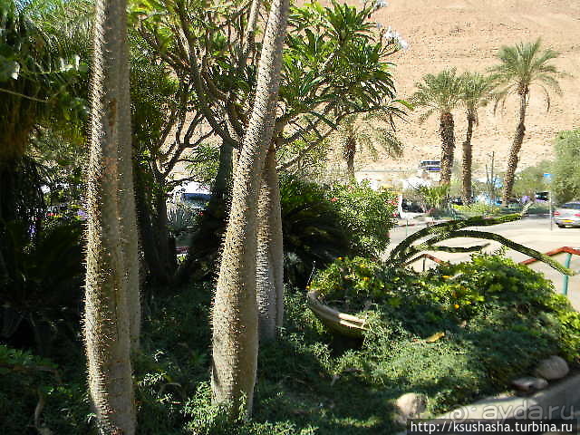 Оазис Эйн-Геди (ч4) Оздоровительный комплекс Эйн Геди