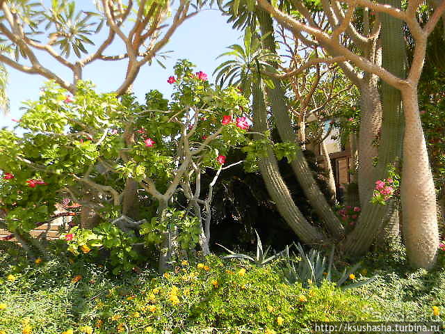 Оазис Эйн-Геди (ч4) Оздоровительный комплекс Эйн Геди