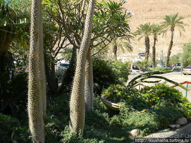 Оазис Эйн-Геди (ч4) Оздоровительный комплекс Эйн Геди