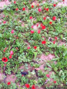 Цветущие анемоны и ослик по имени Лавни